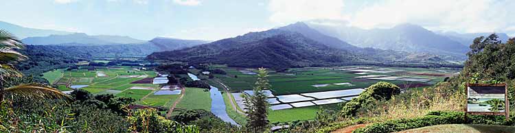 Taro fields in Kauai Hawaii panorama; Hanalei National Wildlife Refuge picture sold as framed photo or canvas