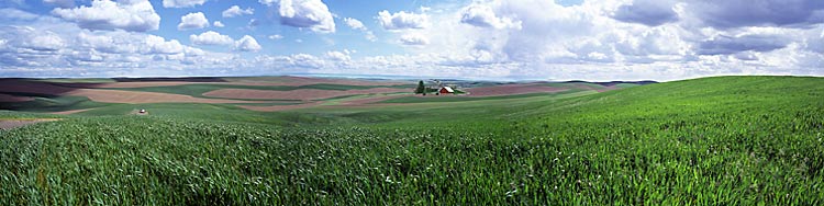 Palouse area Wheat Field photograph; Palouse farm panorama by Spokane; a Washington Palouse picture