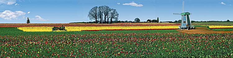 Tulip Fields panorama taken at Wooden Shoe Nursery, Woodburn Oregon; tulip picture sold as framed photo or canvas