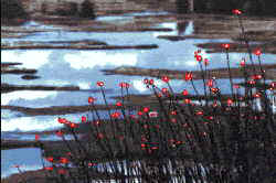 Computer Graphics - reeds, clouds; Pelican Lake in Oregon