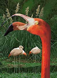 Flamingo Beak -American Flamingo at SeaWorld in San Diego, CA