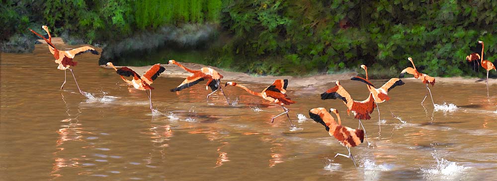 American or Caribbean Flamingo Run in  Lagoon at San Diego Zoo California