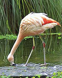 Chilean Flamingo Fishing at Sequoia Zoo, Eureka CA