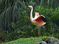 Flamingo Primadona -Chilean Flamingo Sequoia Zoo, Eureka CA