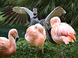 Crested Screamer Protects Chilean Flamingos  SequoiaZoo, Eureka