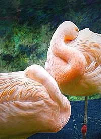 Chilean Flamingo Rest at Sequoia Zoo, Eureka CA