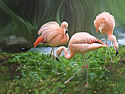 Fluffy Chilean Flamingos from Eureka CA (Sequoia Zoo)