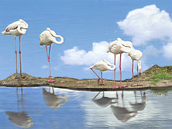 White Flamingo Sky - Greater Flamingo (Epcot-Disney FL)