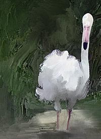 Greater White Flamingo at Epcot Animal Kingdom - Disney World Florida