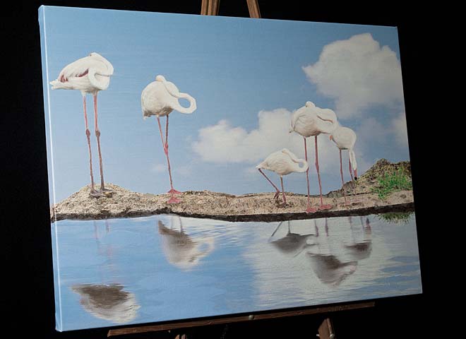 Greater Flamingo Painting with Reflections; White birds and white puffy clouds picture sold as gallery wrap canvas or framed art