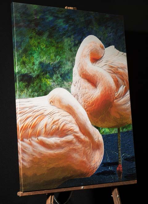 Resting Chilean Flamingo Painting; Sequoia Zoo in Eureka California,canvas prints for sale