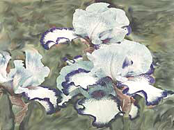 Iris painting - Delicate blue iris with digital effect ONLY in background