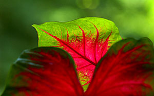 Caladium leaf is glowing