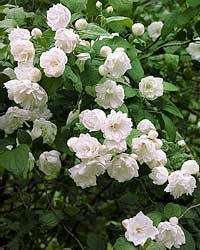 Mock Orange Bush with Creamy flower swirls; Flower Stock Photograph