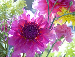 Backlit Dahlia-spectacular on canvas