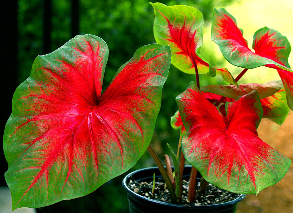 Buy this Caladium - This image can be printed HUGE picture