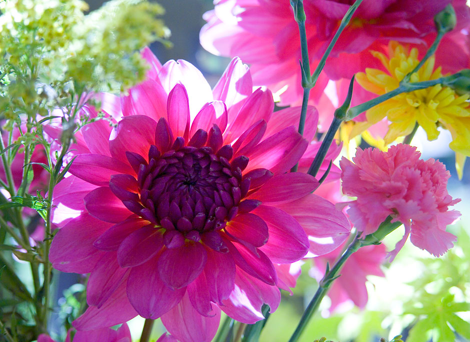Buy this Backlit Dahlia-spectacular on canvas picture
