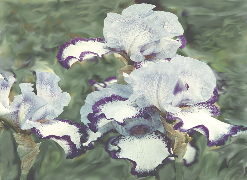 Buy this Delicate blue iris with digital effect ONLY in background picture