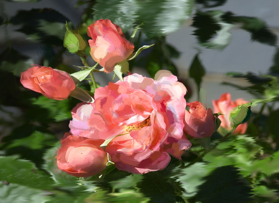 Buy this Pink Rose Flowers Stock photograph