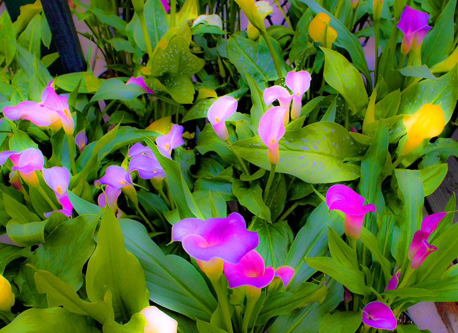 Buy this These lilies GLOW when printed photograph