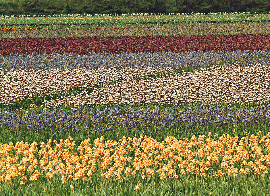 Buy this Schreiner's Iris Field in Woodburn, Oregon picture