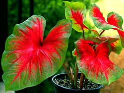 Caladium - This image can be printed HUGE