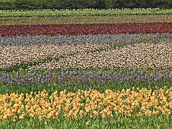 iris field picture - Flowers stock photograph - Schreiner's field in Woodburn, OR