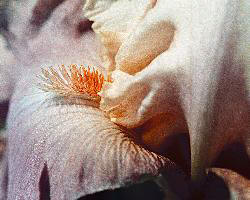 Iris painting - Close examination of soft white iris