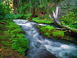 Tributary of Rogue River Painting; leads to National Falls; picture sold as framed art or canvas or digital file