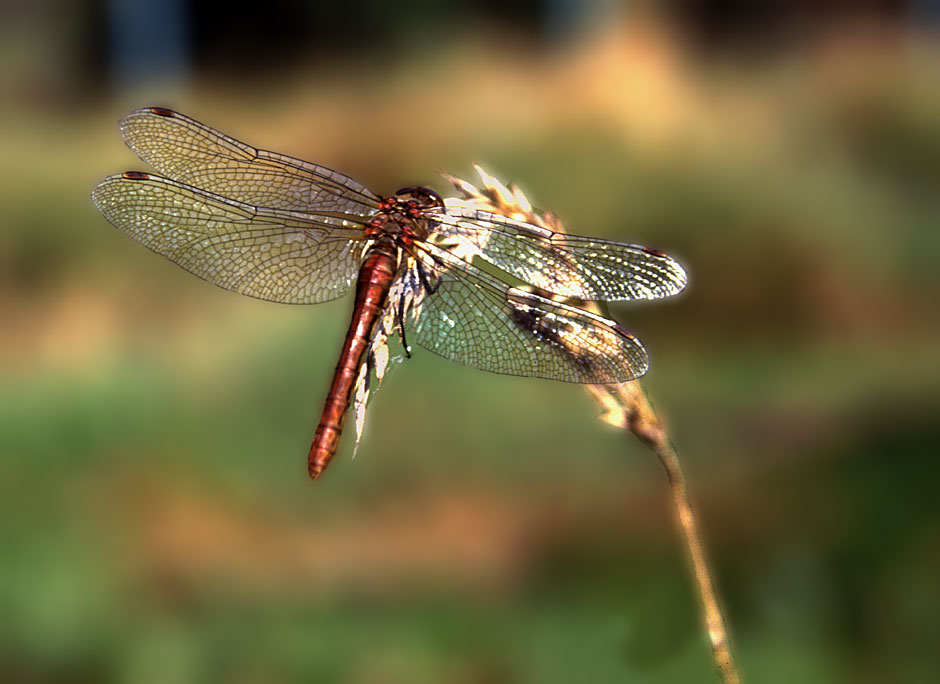 Buy this Pond stock photo - dragonfly close up