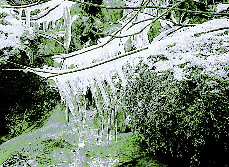 Buy this Oregon Woodland photo - icicles frost ice