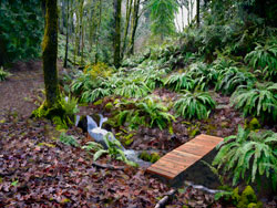 Woodland photo - Bridge over Nature Park Creek