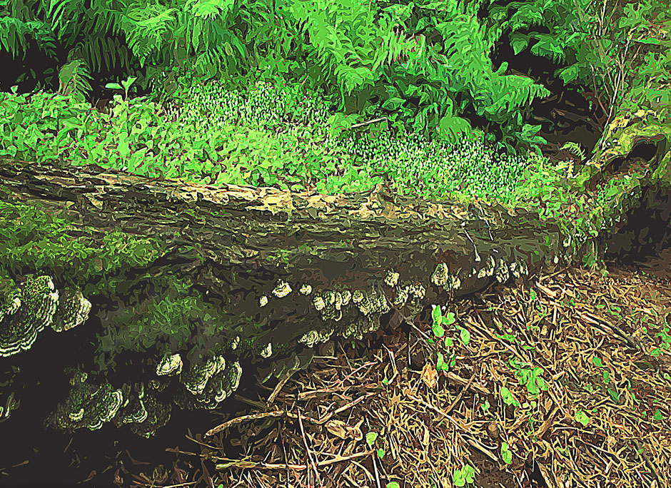 Buy this Woodland photo - shelf fungus on logs in forest