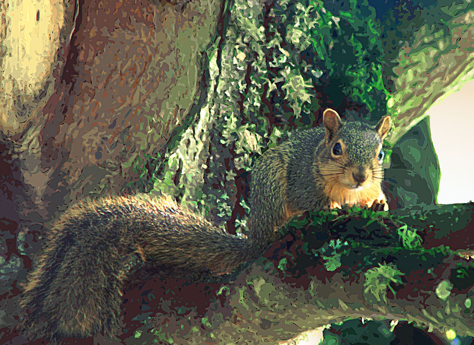 Buy this squirrel in a tree closeup picture