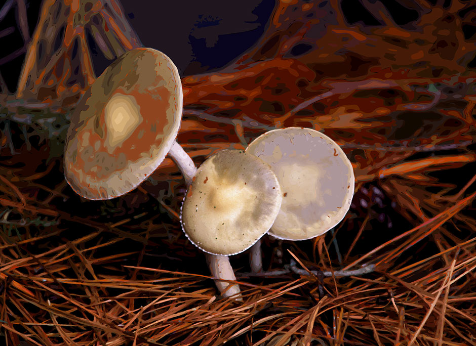 Buy this Oregon Woodland digital art - mushrooms picture