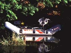 Blue Heron in boat