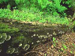 Woodland photo - shelf fungus on logs in forest