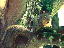squirrel in a tree closeup