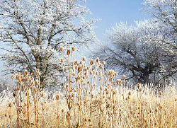 Winter Frost on Teasel