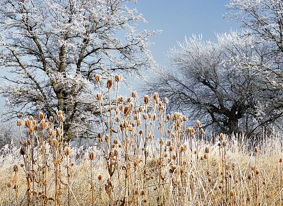 Winter Frost on Teasel