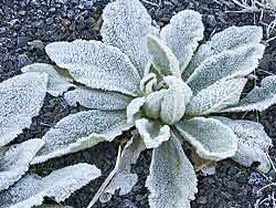 Frosty Mullein