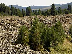 Tailings from Sumpter Dredge