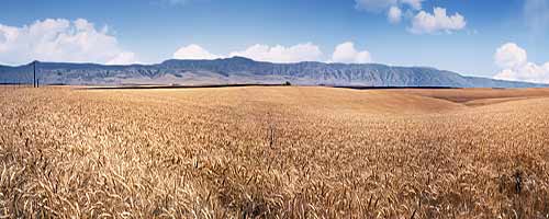 Wheat Beneath the Blue Mountains