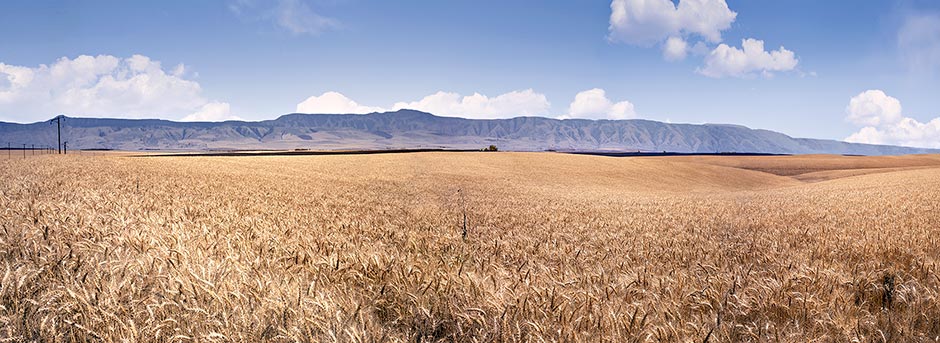 Wheat Beneath the Blue Mountains