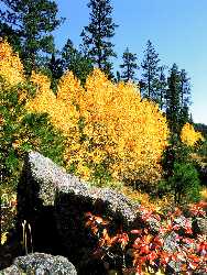 Malheur Aspens