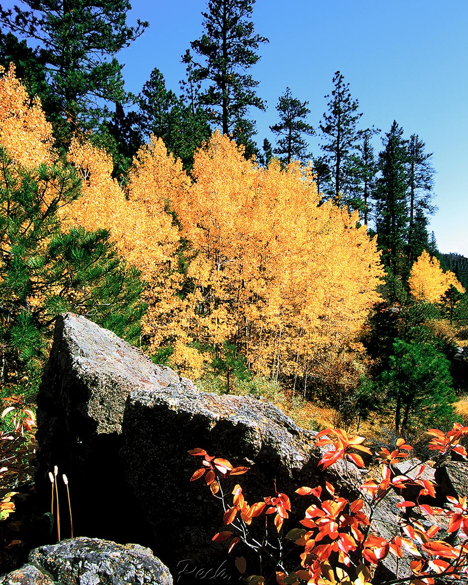 Malheur Aspens