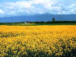 La Grande Canola Field