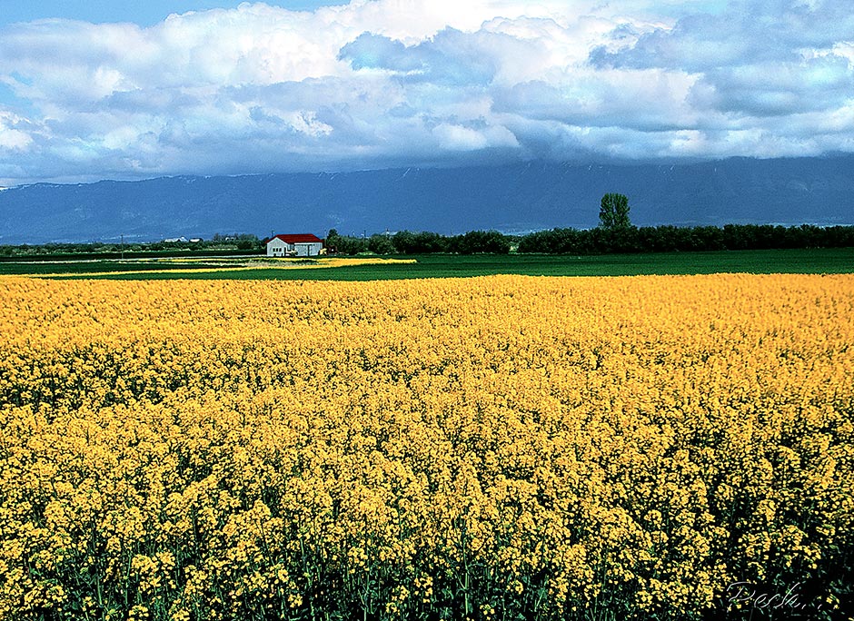 La Grande Canola Field