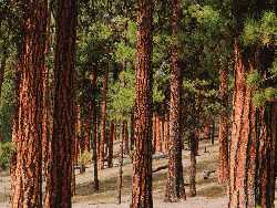 Ochoco Forest