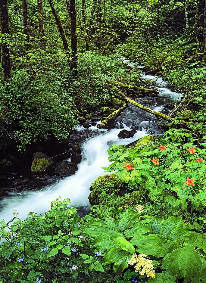 Bridal Veil Creek